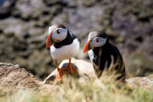 @Visit Westfjords – Westfjords.is