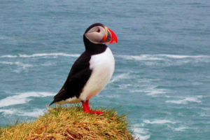 Puffins will root you on your hiking tour.