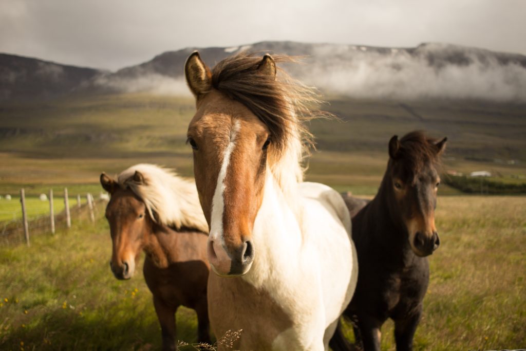 Iceland in July.