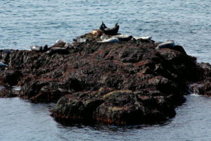 seal watching