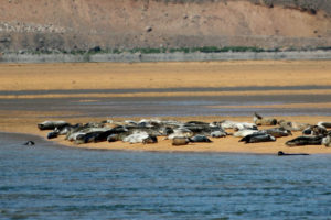 seal watching